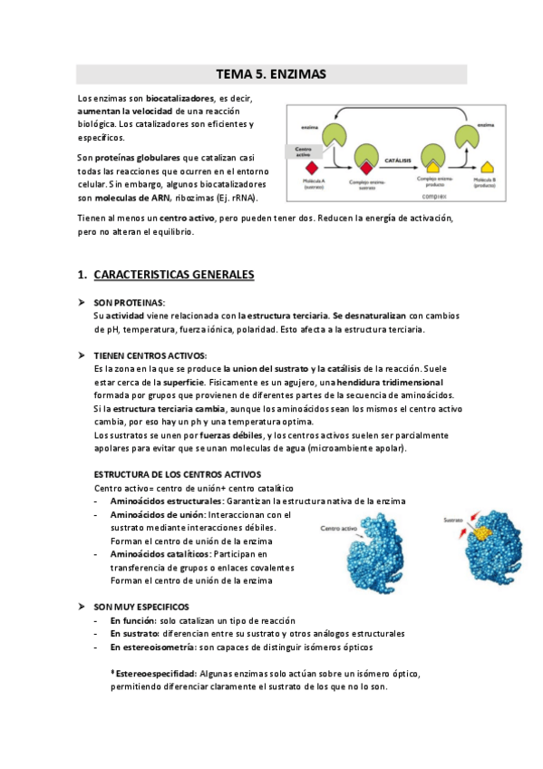 Miniatura del documento TEMA-5-10.-ENZIMAS.pdf