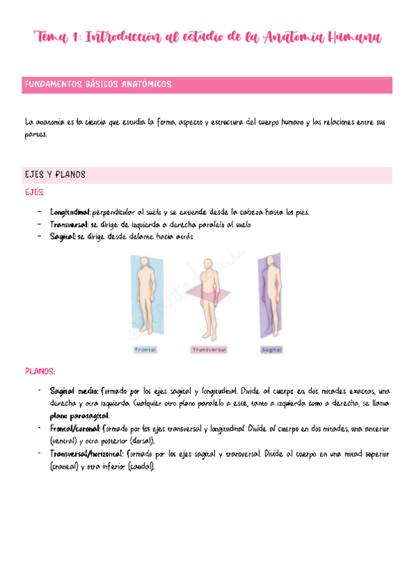 Miniatura del documento Tema-1-Anatomia.pdf