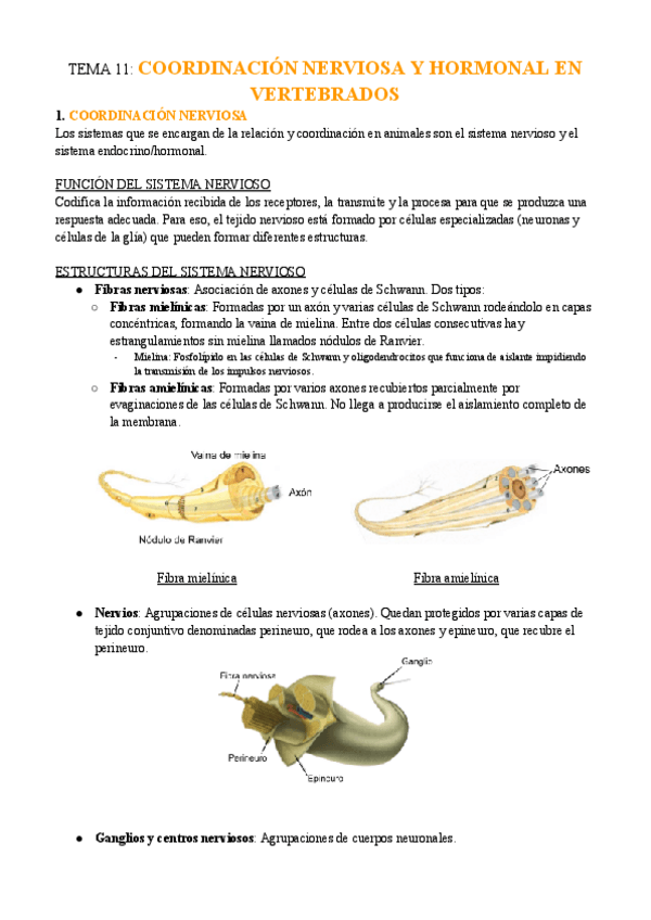 Miniatura del documento BIOLOGIA-I.-TEMA-11-Coordinacion-nerviosa-y-hormonal-en-vertebrados.pdf