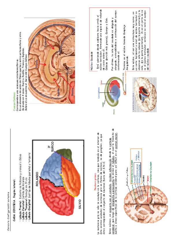 Miniatura del documento Láminas cerebro (3).pdf