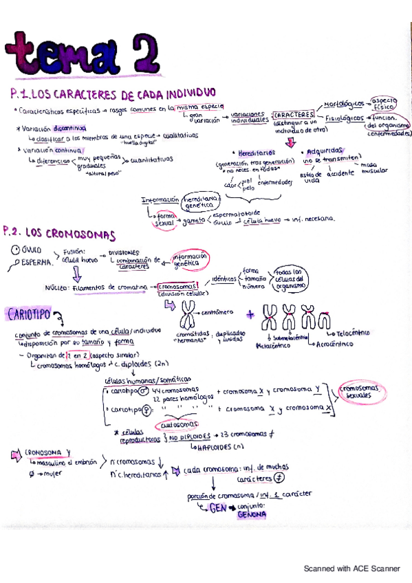 Miniatura del documento BIOLOGIA-CROMOSOMAS-CLONES-CLONACION-INFORMACION-GENETICA-CELULAS-REPRODUCTORAS.pdf