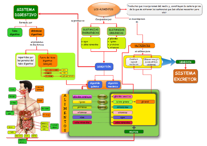 Miniatura del documento esquema-sistema-digestivo.pdf