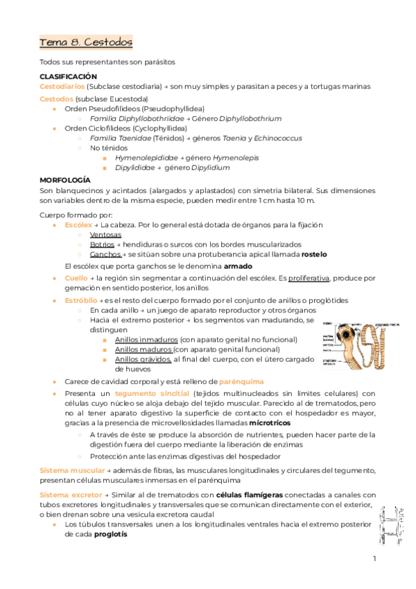 Miniatura del documento Tema-8.-Cestodos.pdf