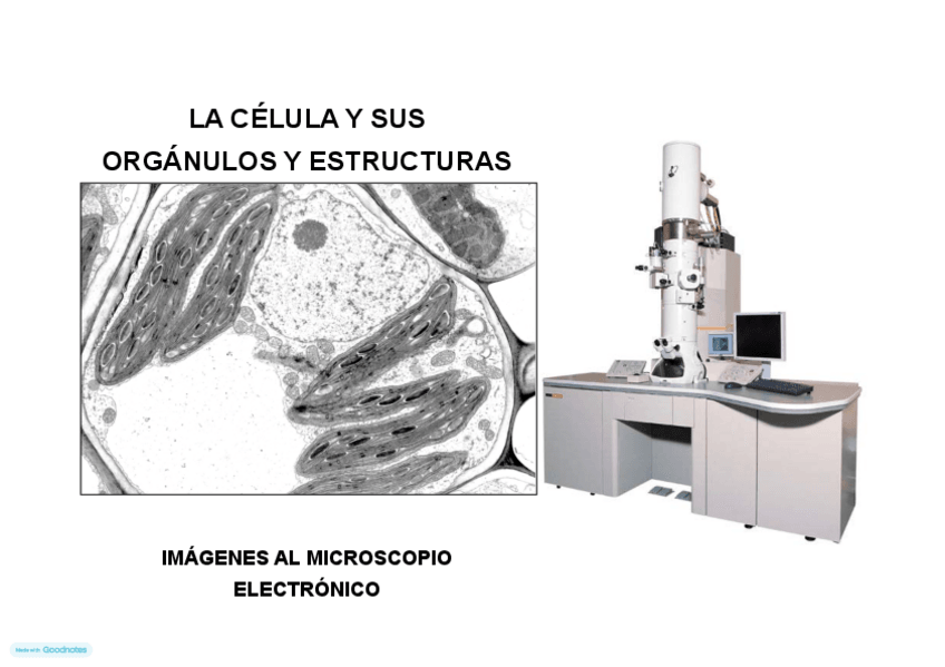 Miniatura del documento 02-PA-Imagenes-celula.pdf