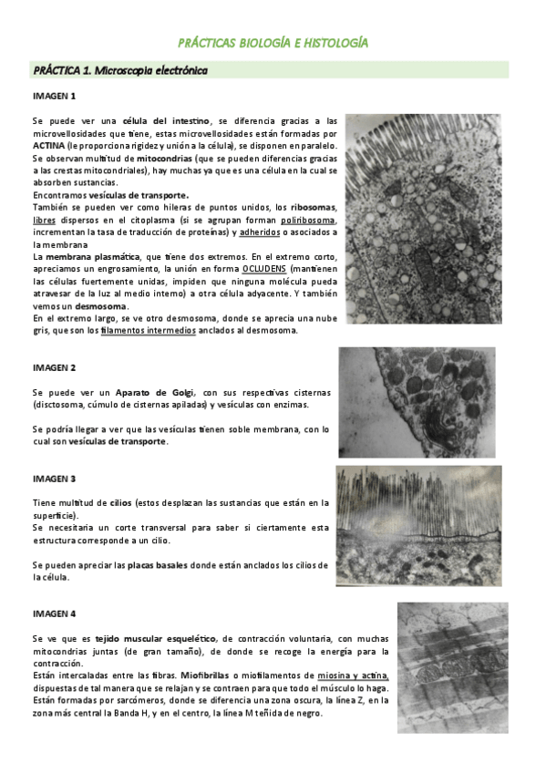 Miniatura del documento practicas-bio-e-histo-23-24.pdf