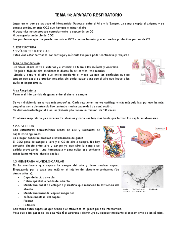 Miniatura del documento TEMA-14-APARATO-RESPIRATORIO.pdf