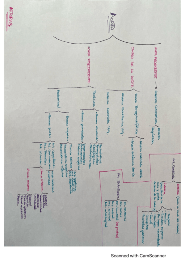 Miniatura del documento Arterias-anatomia.pdf
