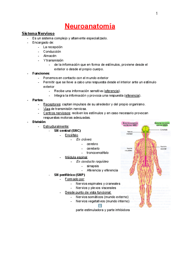 Miniatura del documento Neuroanatomia.pdf