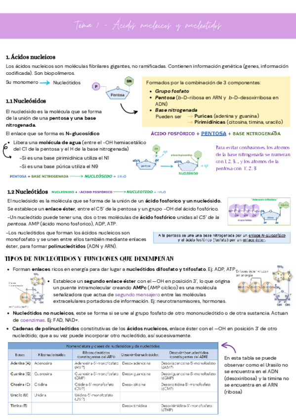Miniatura del documento Tema-6.-Biologia.-Acidos-nucleicos-y-nucleotidos.pdf