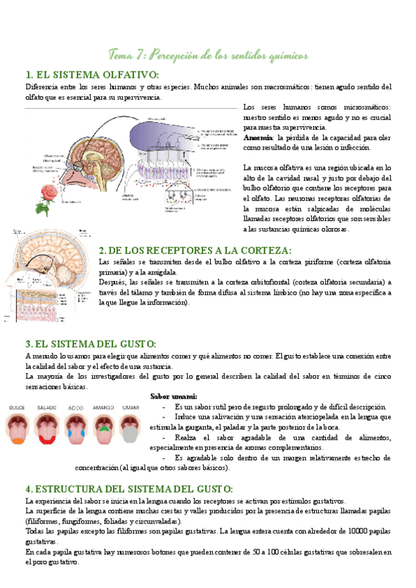 Miniatura del documento Apuntes-Procesos-cognitivos-TEMA-7.pdf