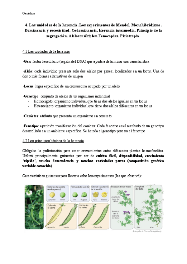 Miniatura del documento Tema-4-Genetica.pdf