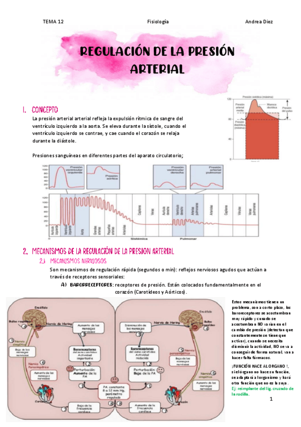 Miniatura del documento TEMA-12-Regulacion-de-la-presion-arterial.pdf