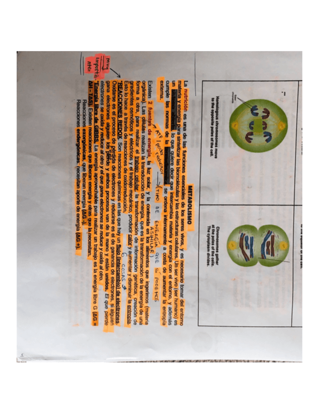 Miniatura del documento METABOLISMO-CATABOLISMO-Y-ANABOLISMO-Y-ENZIMAS.pdf