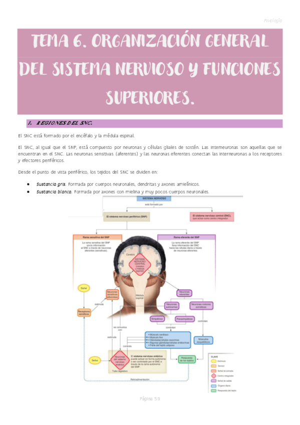 Miniatura del documento Tema-6.-Organizacion-general-del-sistema-nervioso-y-funciones-superiores..pdf
