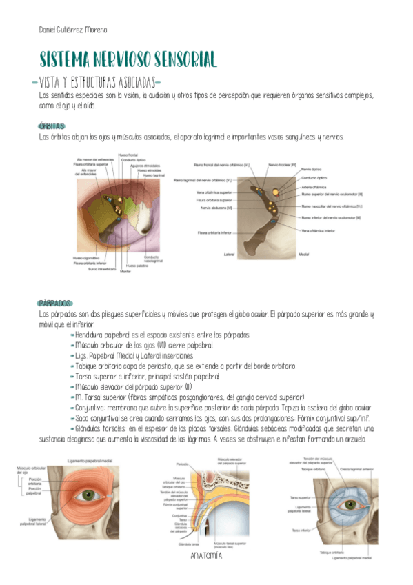 Miniatura del documento ANATOMIA-SENSORIAL.pdf