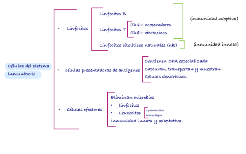 Miniatura del documento celulas-Sistema-Inmunitario.pdf