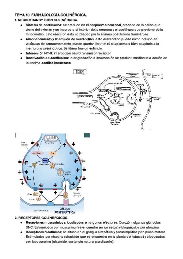 Miniatura del documento TEMA-10.-FARMA.pdf