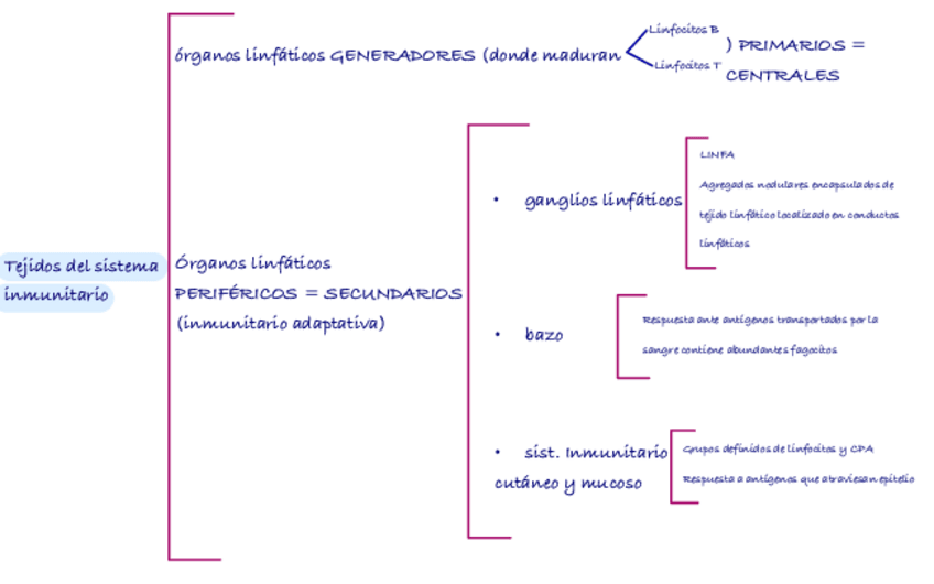 Miniatura del documento Tejidos-Del-Sistema-Inmunitario.pdf