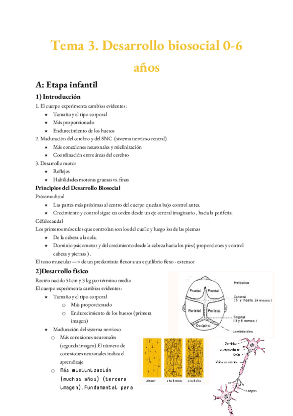 Miniatura del documento Tema-3-Psicologia-del-desarrollo.docx