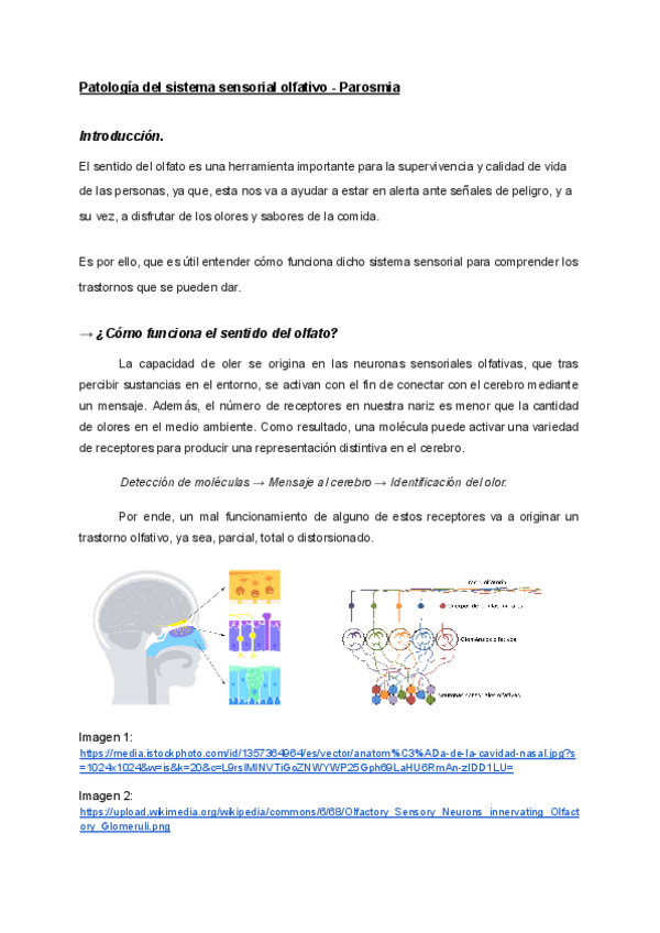 Miniatura del documento Anatomia-SEMINARIO.pdf