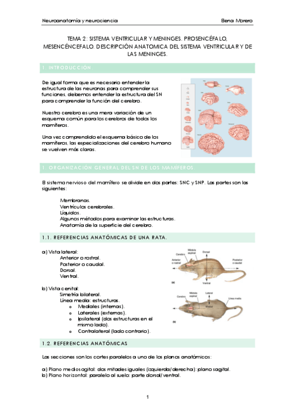 Miniatura del documento tema-2-neuroanatomia-y-neurociencia.pdf