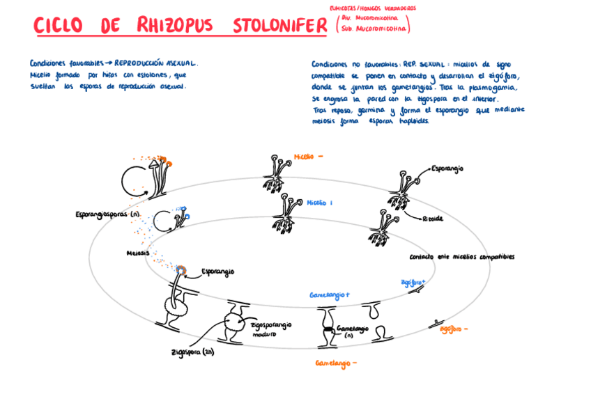 Miniatura del documento Ciclo-de-Rhizopus-Stolonifer.pdf