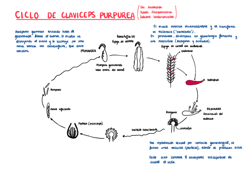 Miniatura del documento Ciclo-de-Claviceps-Purpurea.pdf
