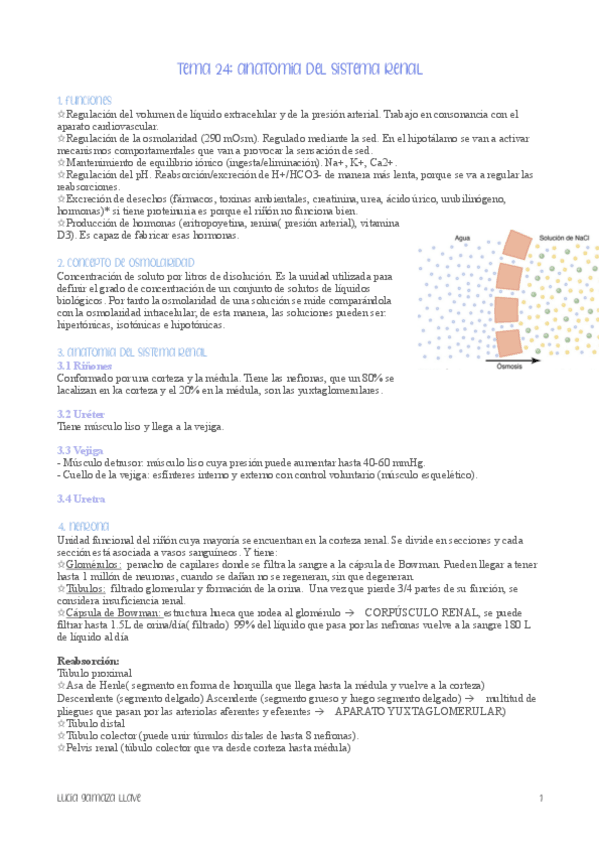 Miniatura del documento tema-24-anatomia-del-sistema-renal-fisiologia.pdf