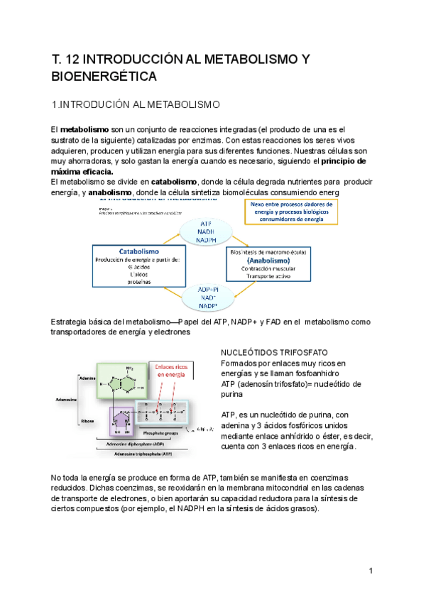 Miniatura del documento Bioquimica-2-parcial.pdf