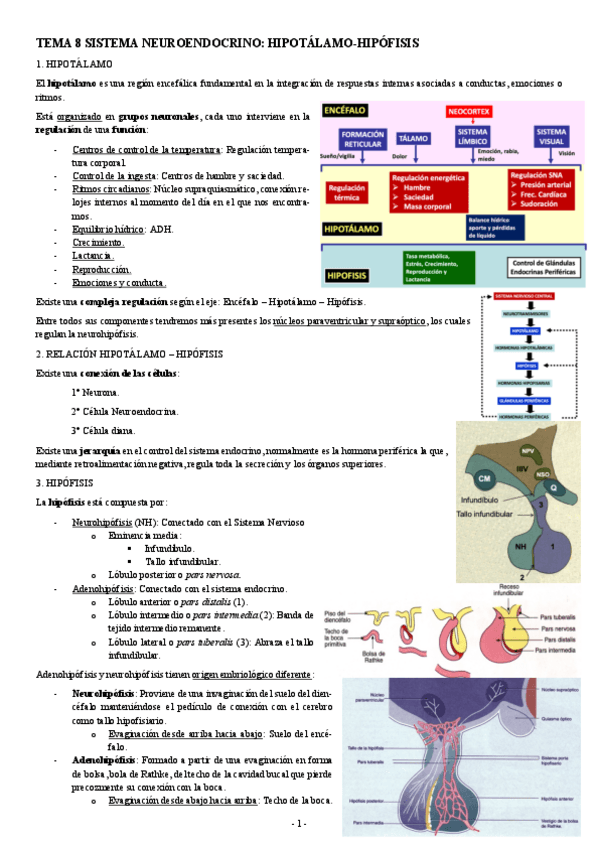 Miniatura del documento FISIOLOGIA-II-TEMA-8-SISTEMA-NEUROENDOCRINO-HIPOTALAMO-HIPOFISIS.pdf
