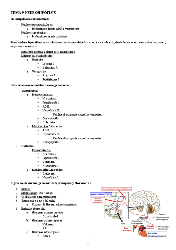 Miniatura del documento FISIOLOGIA-II-TEMA-9-NEUROHIPOFISIS.pdf