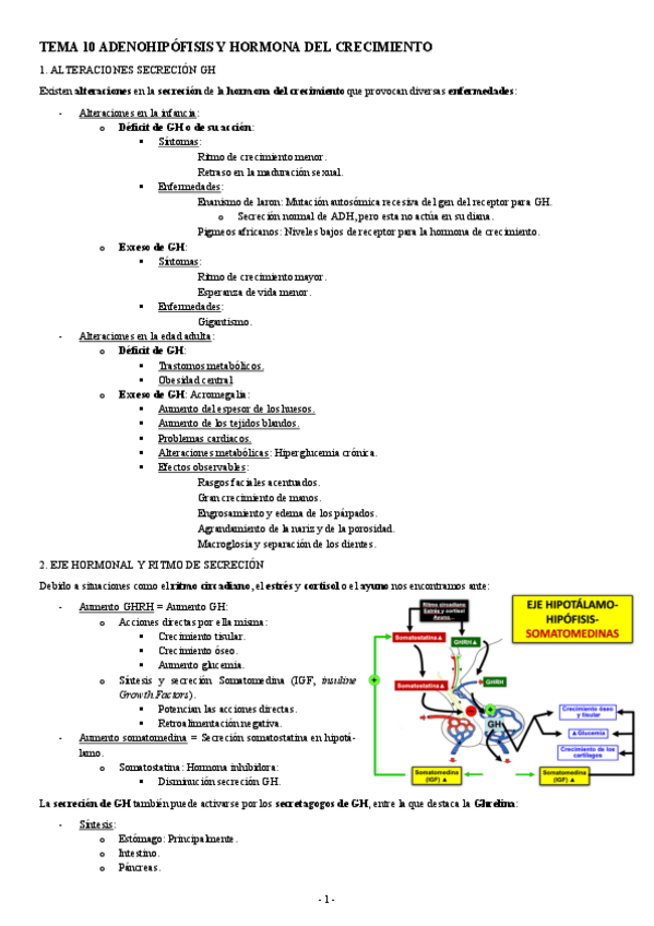 Miniatura del documento FISIOLOGIA-II-TEMA-10-ADENOHIPOFISIS-Y-HORMONA-DEL-CRECIMIENTO.pdf