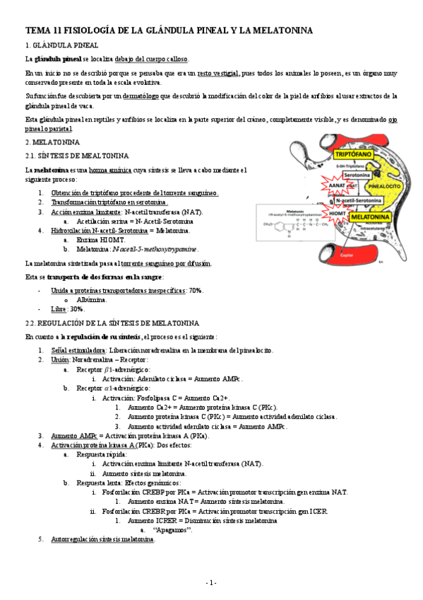 Miniatura del documento FISIOLOGIA-II-TEMA-11-FISIOLOGIA-DE-LA-GLANDULA-PINEAL-Y-LA-MELATONINA.pdf