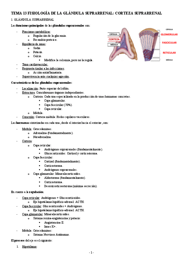Miniatura del documento FISIOLOGIA-II-TEMA-13-FISIOLOGIA-DE-LA-GLANDUAL-SUPRARRENAL-CORTEZA-SUPRARRENAL.pdf