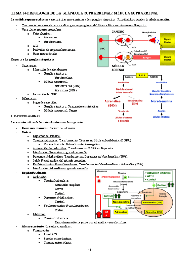 Miniatura del documento FISIOLOGIA-II-TEMA-14-FISIOLOGIA-DE-LA-GLANDULA-SUPRARRENAL-MEDULA-SUPRARRENAL.pdf