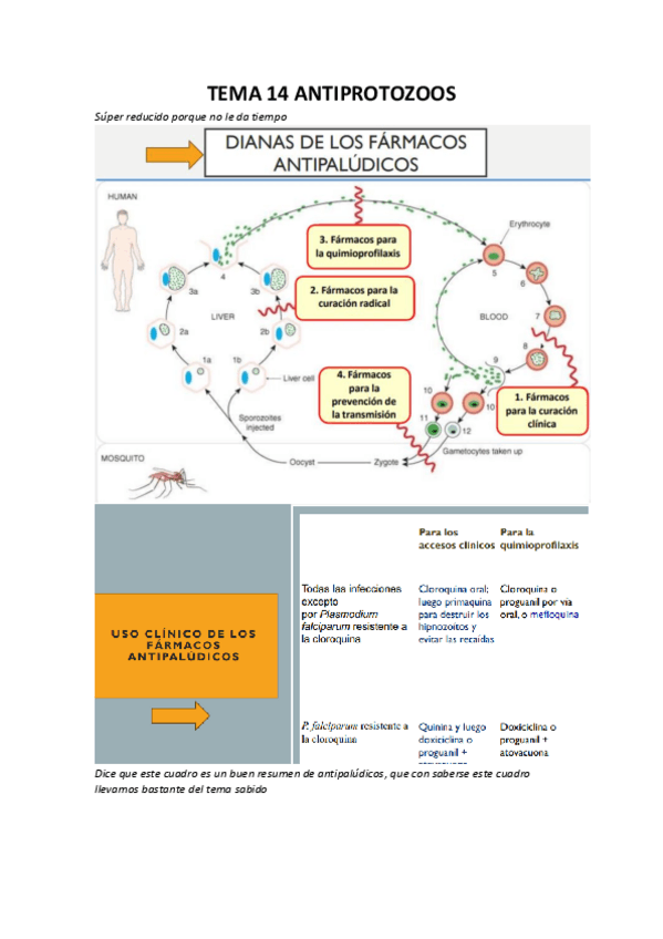 Miniatura del documento TEMA-14-ANTIPROTOZOOS.pdf