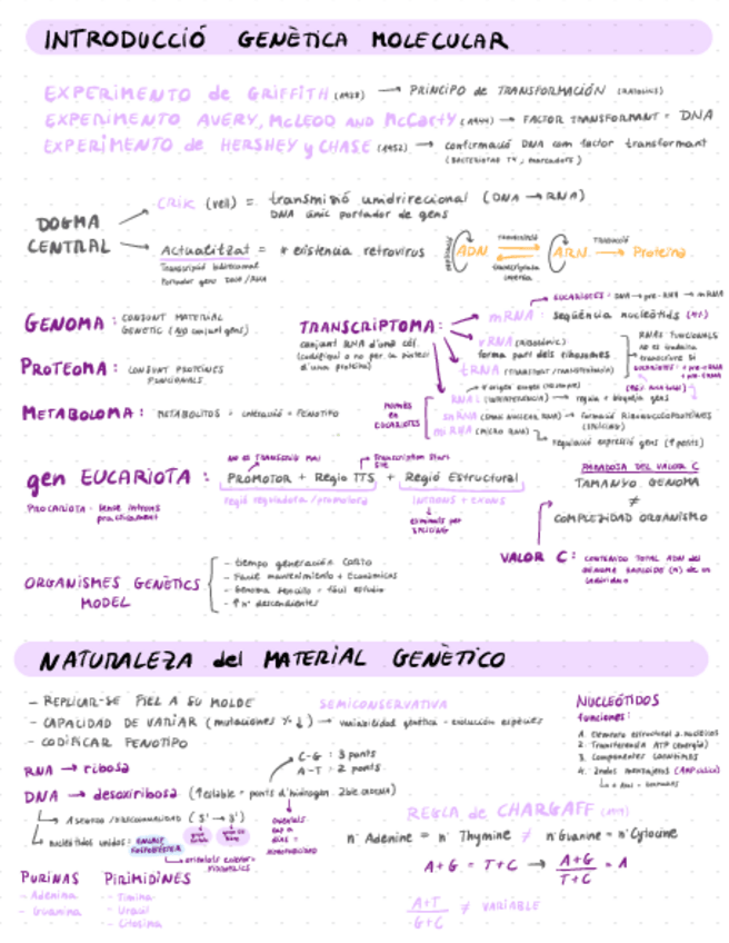 Miniatura del documento 1r-parcial-genetica-molecular Resums/Esquemes.pdf