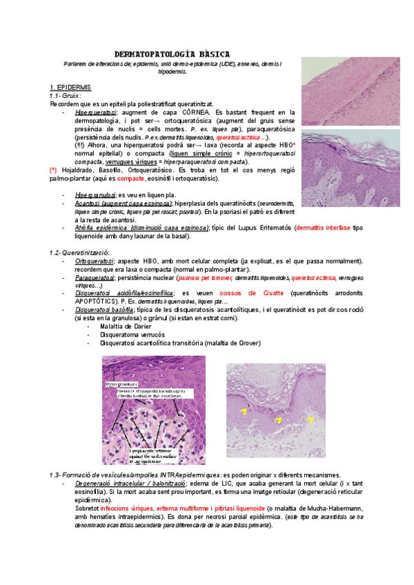 Miniatura del documento Resum-APa-derma.pdf