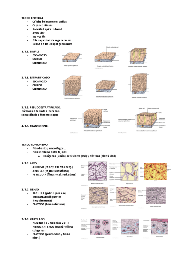 Miniatura del documento ANATOMIA-PARCIAL.pdf