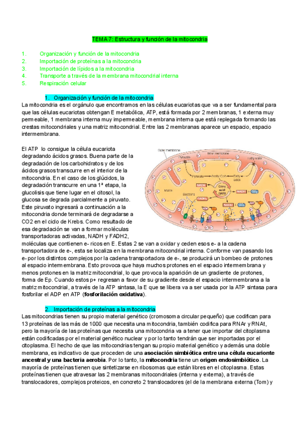 Miniatura del documento TEMA-7-bio-Estructura-y-funcion-de-la-mitocondria.pdf