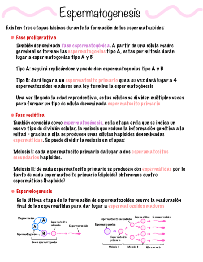 Miniatura del documento Espermatogenesis-y-Ovogenesis.pdf