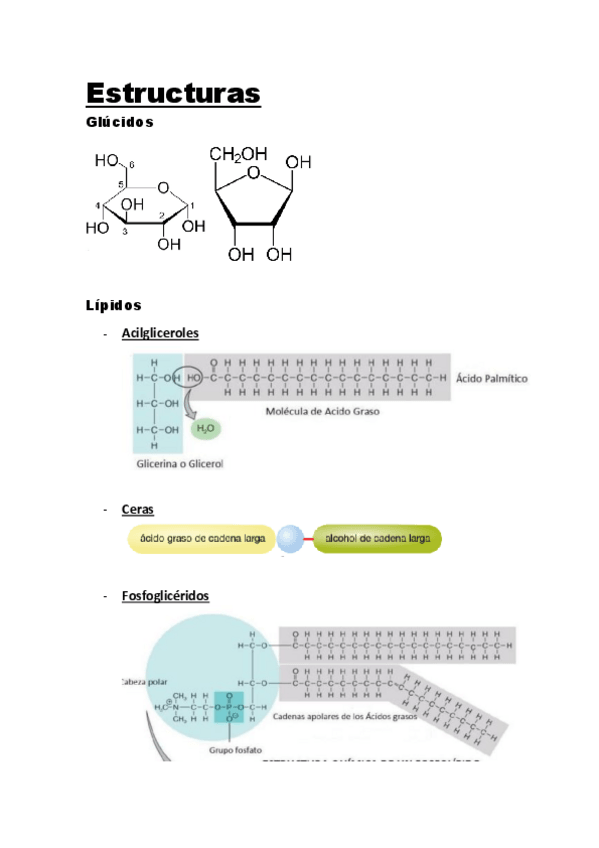 Miniatura del documento estructuras-bioquimica.pdf