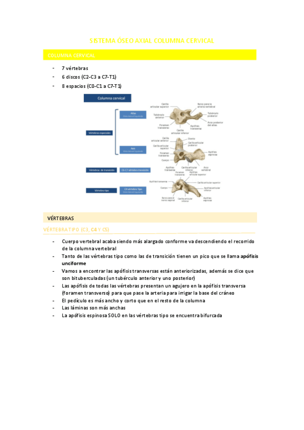 Miniatura del documento SISTEMA-OSEO-AXIAL-COLUMNA-CERVICAL.pdf