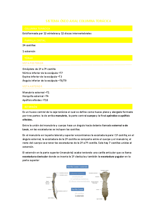 Miniatura del documento SISTEMA-OSEO-AXIAL-COLUMNA-TORACICA.pdf