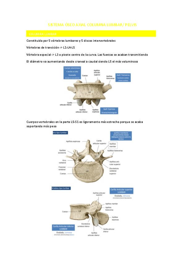 Miniatura del documento SISTEMA-OSEO-AXIAL-COLUMNA-LUMBAR.pdf