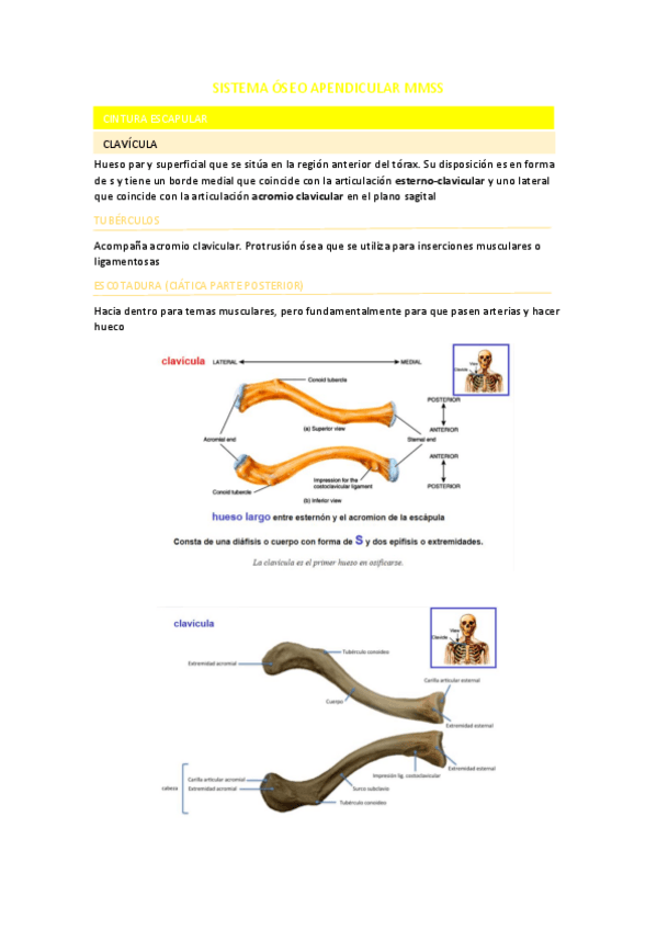 Miniatura del documento SISTEMA-OSEO-APENDICULAR-MMSS.pdf