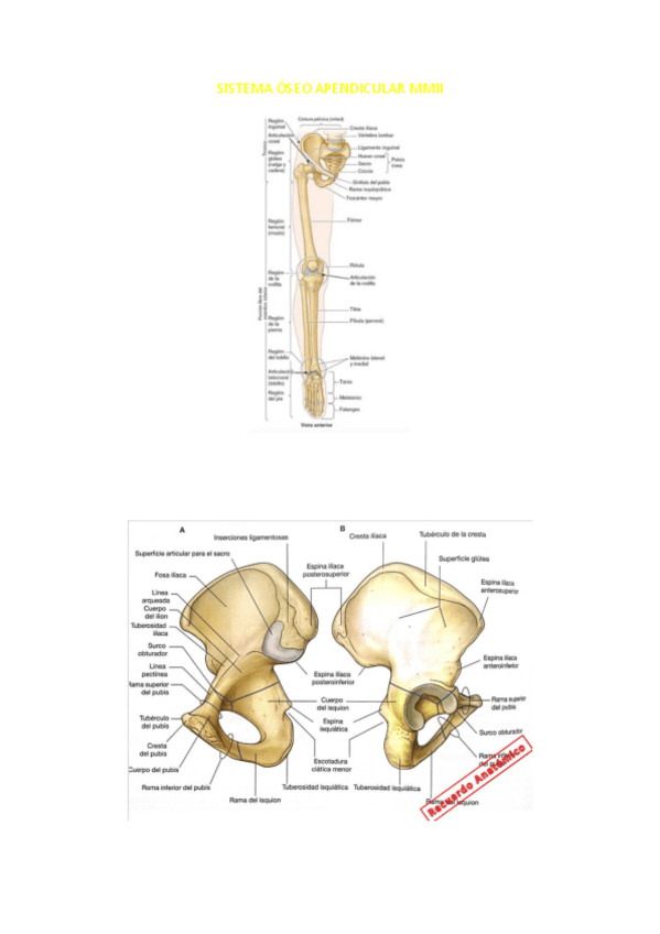 Miniatura del documento SISTEMA-OSEO-APENDICULAR-MMII.pdf