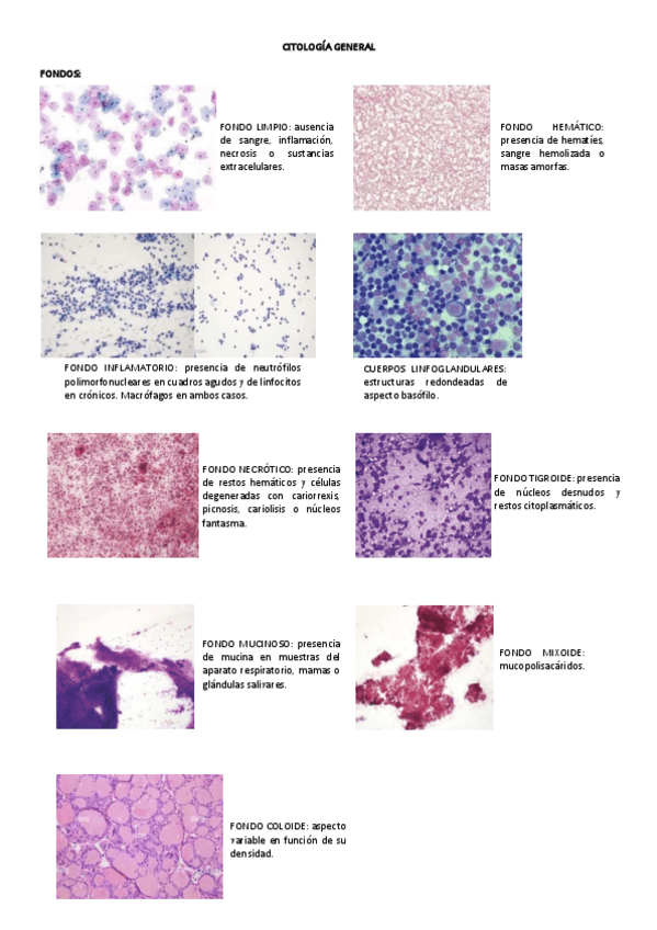 Miniatura del documento PREPARACION-VISU-CITO-GENE-I.pdf