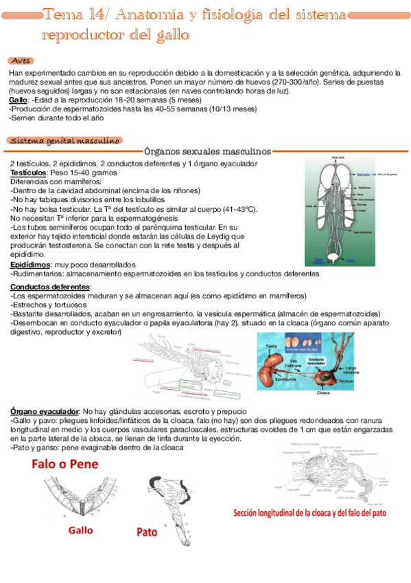 Miniatura del documento Tema-14.pdf