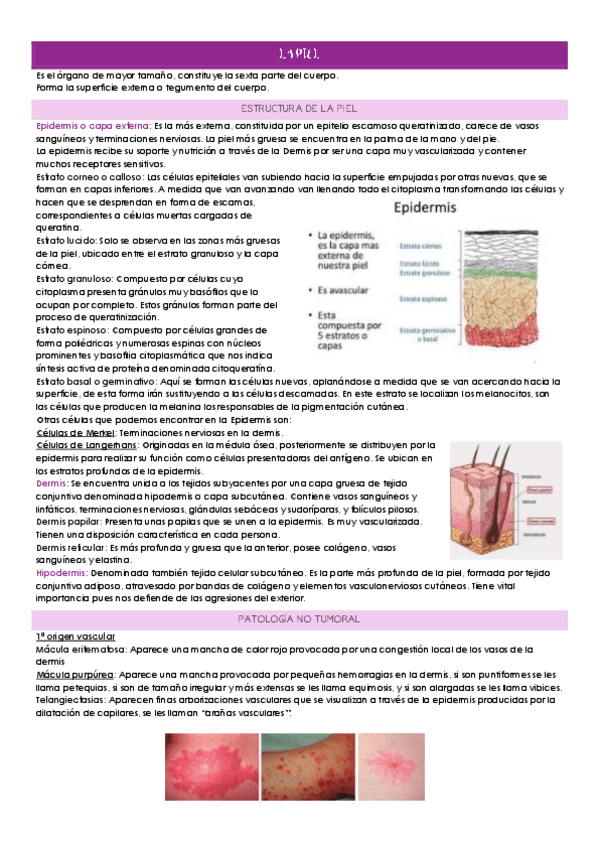 Miniatura del documento 8.-La-piel.pdf